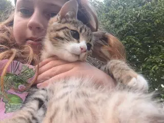 Kattekilling