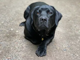 Labrador retriever tilbydes til parring 