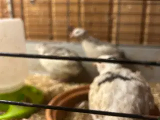 To hunvagtler bortgives