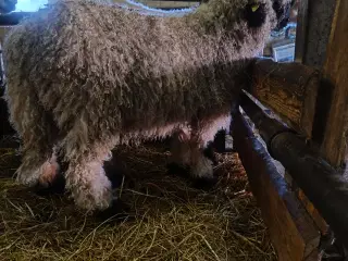 Black nose vædderlam 