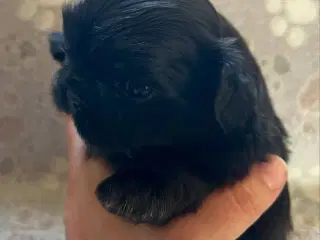 Shih Tzu hvalpe