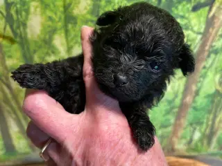 Pomerania hvalpe til sommerferien 