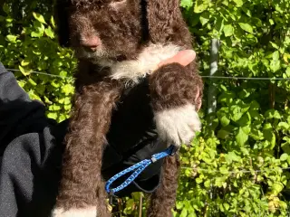 Curly Coatted Retriver / Lagotto Romagnolo