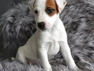 Jack Russell Hvalp 