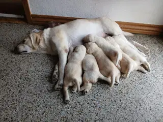 Gule Labrador hvalpe