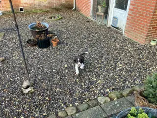 Engelsk Springer Spaniel