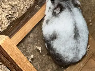 Han hamster unge 