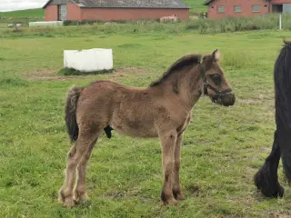 Fell pony hingstføl 