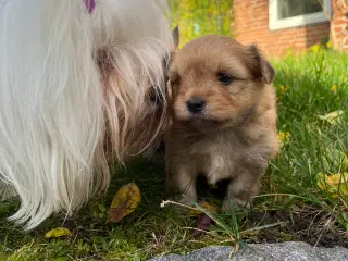 Pomeranian/ Havanaiser 