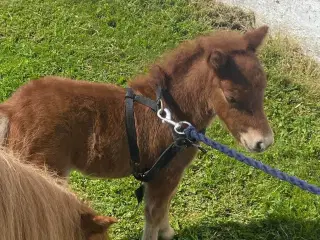 Shetlænder hoppe plag