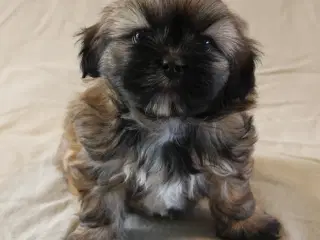 Lhasa Apso hvalpe