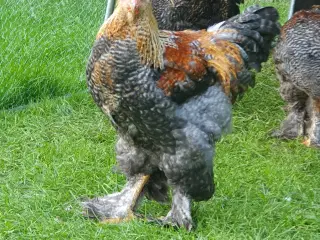 Renracet Brahma 