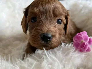 Maltipoo tæve 