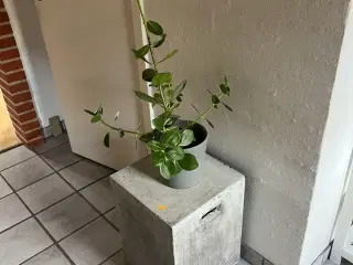 Betonbord (faux) inkl. plante