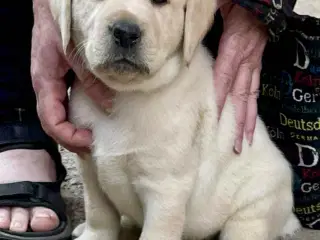 Labrador 