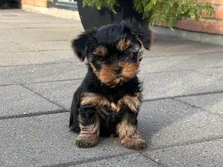 Yorkshire terrier 🐾🐶
