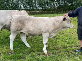 Charolais tyrekalv 