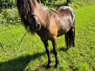 Islænder vallak 