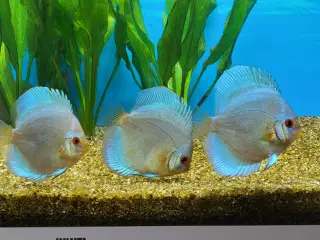 Discus Blue Diamond