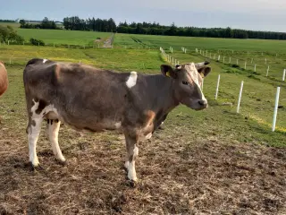 Charolais/Holstein ko