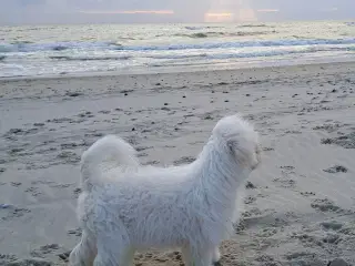 NY PRIS Livsglade coton de tulear hvalpe