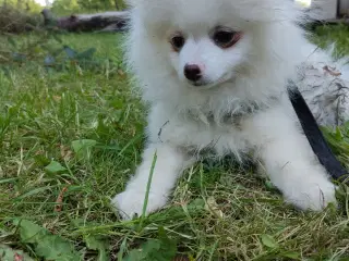 Mini Pomeranian 