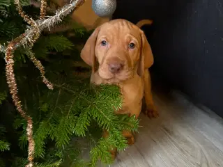 Ungarsk Vizsla 6 uger