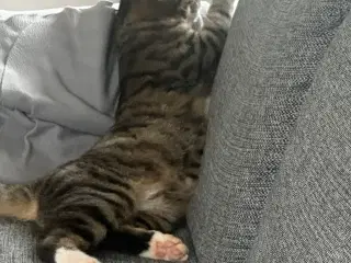 Han kat fra April sidste år