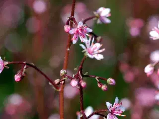 Staude Porcelænsblomst Saxifraga urbium, 20 stk.
