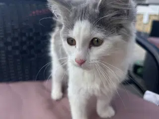 Maine coon 