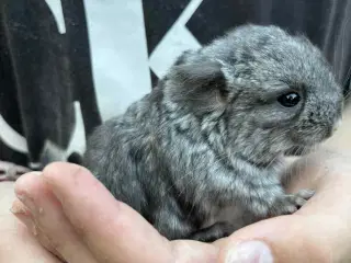 Chinchilla unger