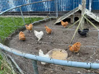 7-8 dværg silke HANER