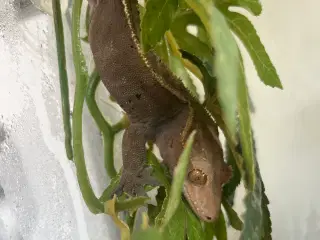 Kronegekko Han