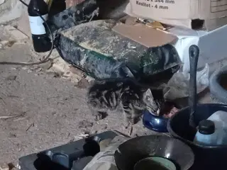 Kattekilling sælges på Mors 