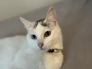 Tyrkisk van (hunkat)