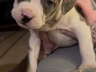 staff og fransk super flotte og søde hunde