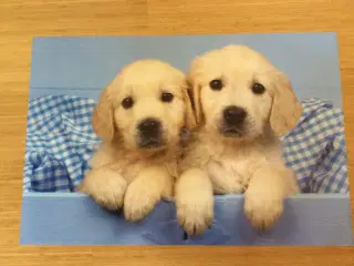 Plakat med 2 hunde