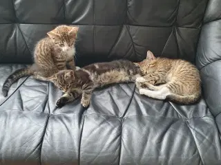 Halv maincoon killing