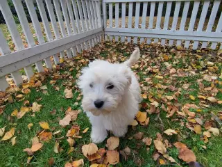 Coton poo hvalpe