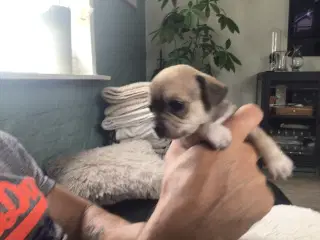 Chihuahua hvalpe til salg