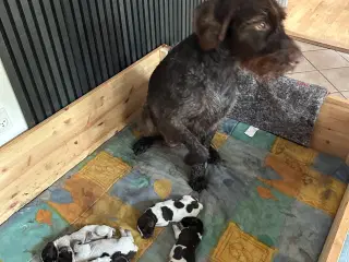 Ruhår hønsehund hvalpe