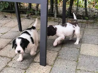 FT Springer spaniel