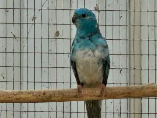 Forskellige Sangparakitter