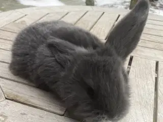 FRANSK VÆDDER HAN BLÅ