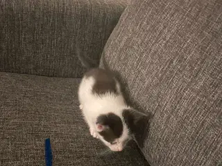 Kattekilling