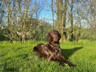 Flatcoated Retriever hvalpe 