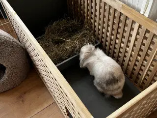 Kanin (Lion Lop)