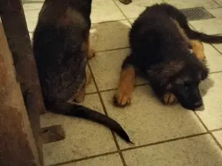 Mor sankt Bernhard og far schæfer 