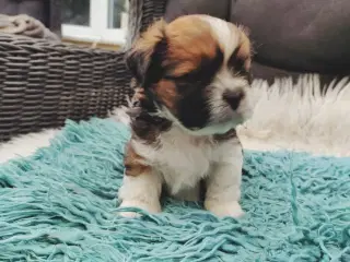 Lhasa apso med stambog