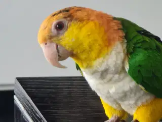 Caique papegøjer 
